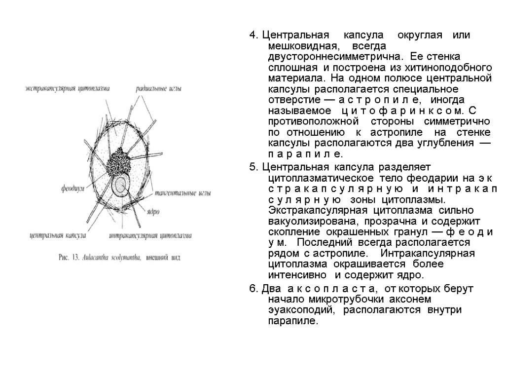 4. Центральная капсула округлая или мешковидная, всегда двустороннесимметрична. Ее стенка сплошная и построена из